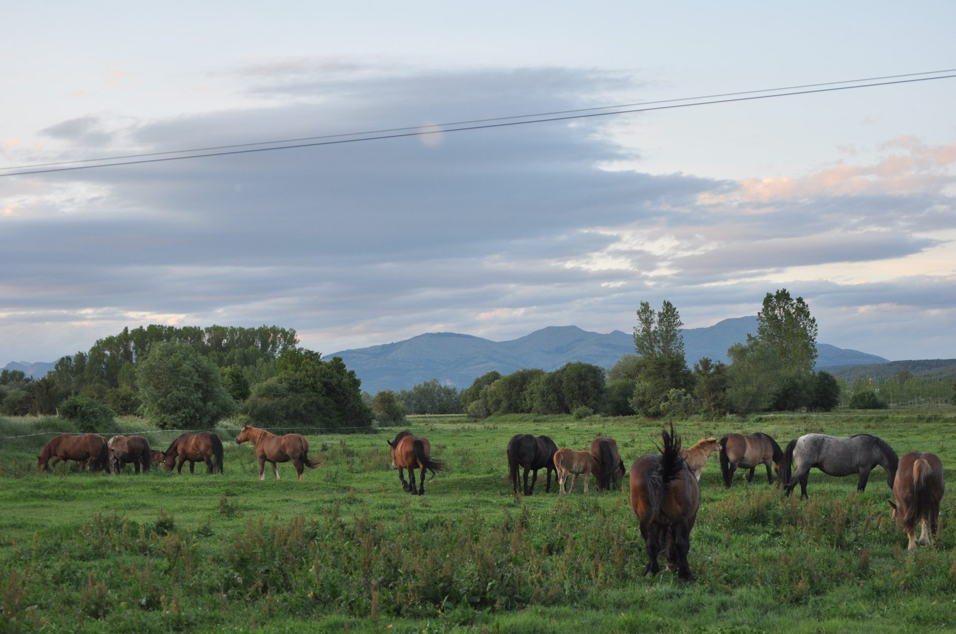 Caballos en los prados de la vega